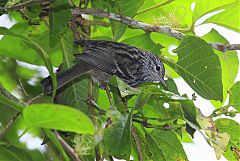 Arrowhead Warbler